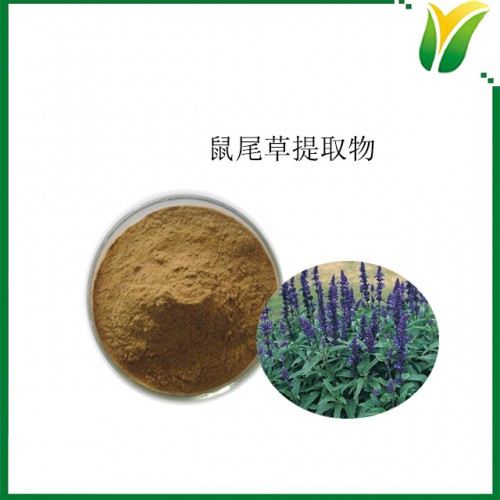 鼠尾草提取物5：1 洋苏草提取粉 植物提取物
