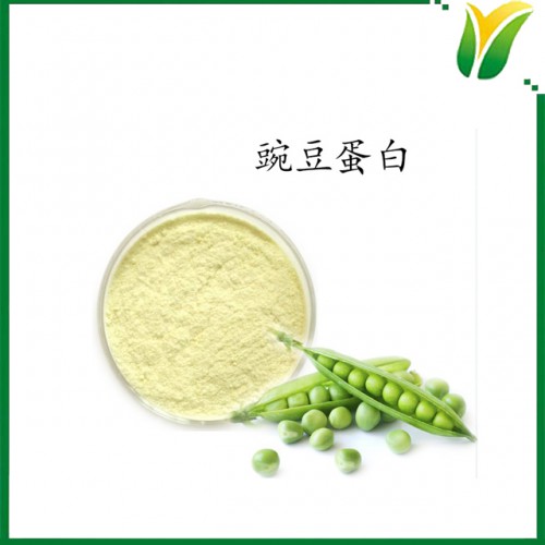豌豆提取物 豌豆蛋白60% 豌豆蛋白质粉 植物提取物