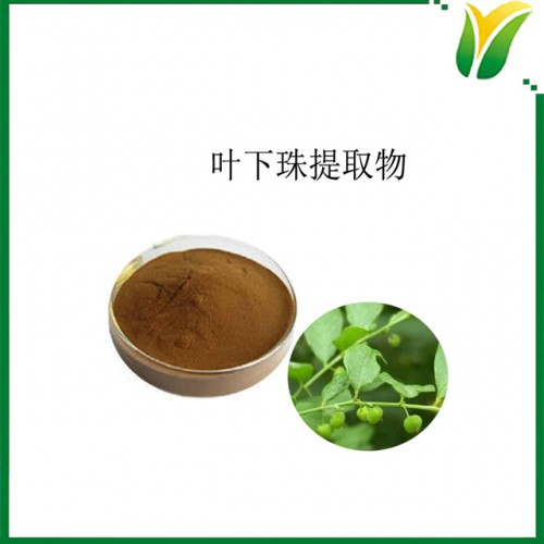 叶下珠提取物 植物提取物 叶下珠浓缩粉