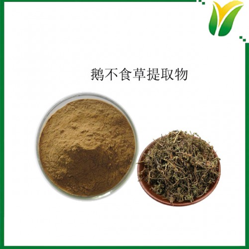 鹅不食草提取物10：1 石胡荽提取物 植物提取物