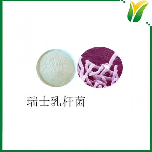 瑞士乳杆菌 益生菌 乳酸菌粉 植物提取物