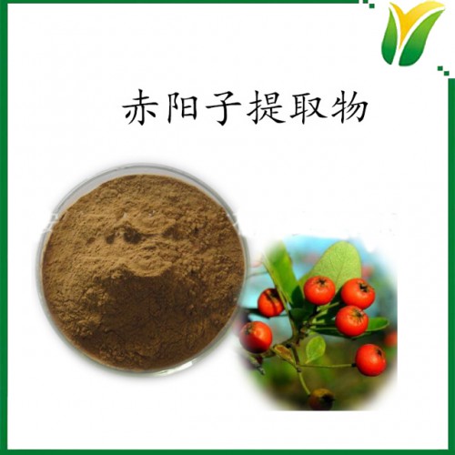 赤阳子提取物 多糖60% 救军粮植物提取物火棘萃取粉