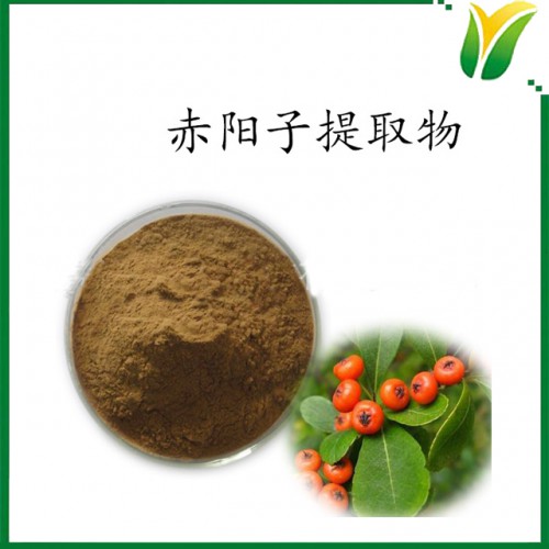赤阳子提取物 粗多糖50% 火棘果植物提取物 粉末
