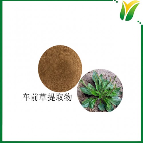 车前草提取物5：1 平车前提取物 植物提取物