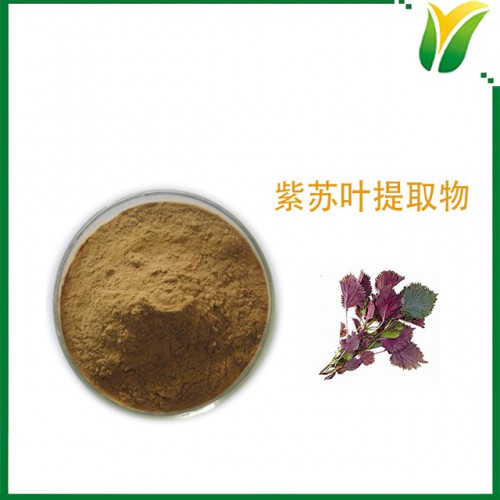 紫苏叶提取物  紫苏叶粉10：1 植物提取物