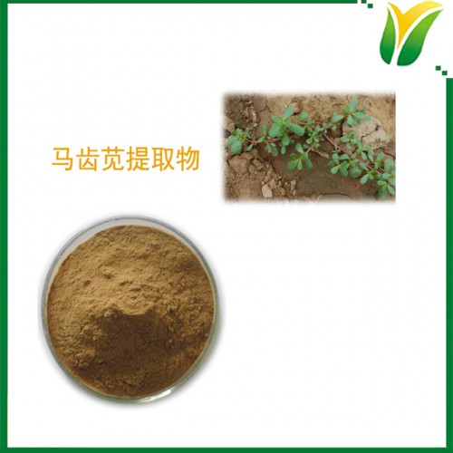 马齿苋提取物5：1 马苋提取粉 五行草比例 植物提取物