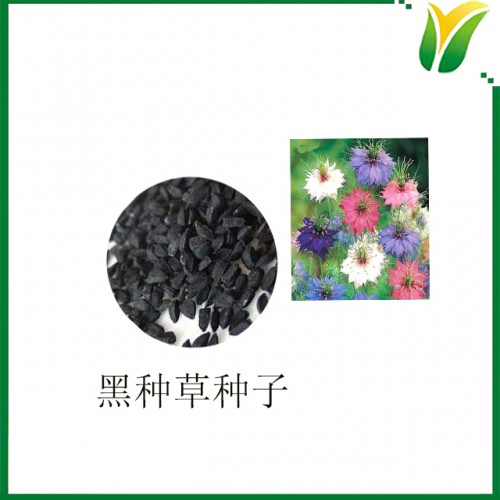 黑种草籽 黑种草子 植物提取物 原料
