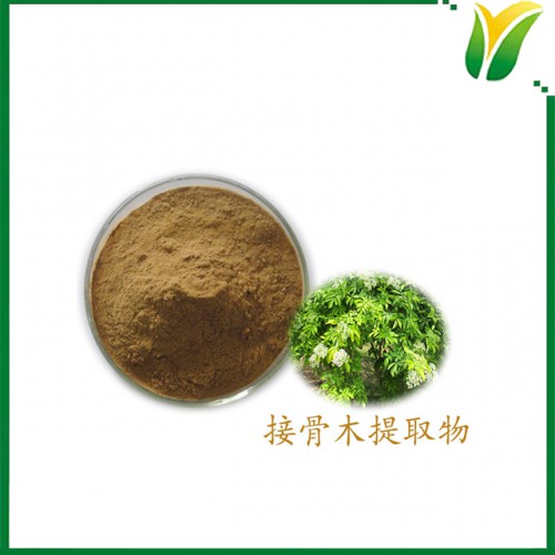 接骨木提取物 接骨木黄酮5% 植物提取物
