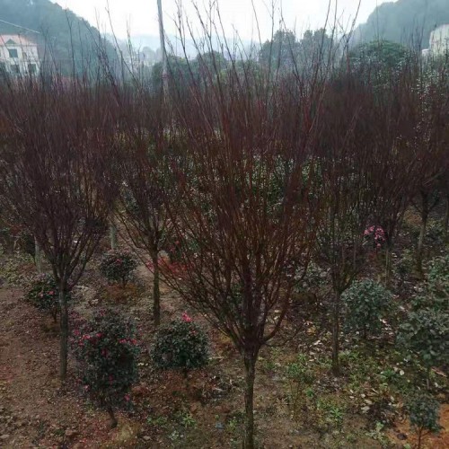 红叶李价格  基地直销大量供应5-10公分红叶李