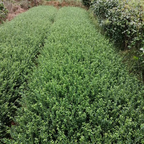 龟甲冬青价格  龟甲冬青小苗价格 龟甲冬青小苗