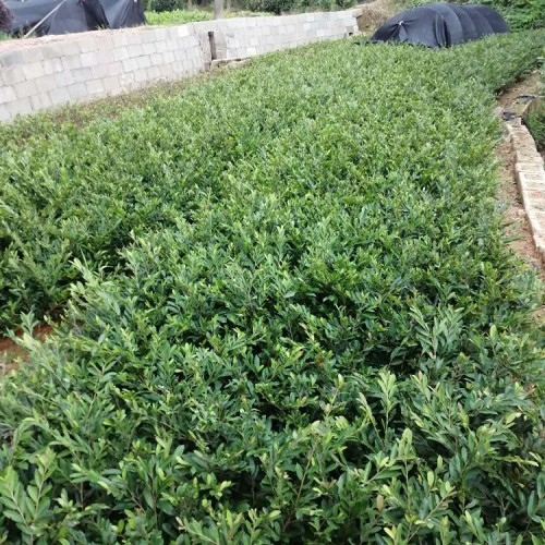 中华蚊母小苗价格 蚊母小苗价格 小叶蚊母小苗价格