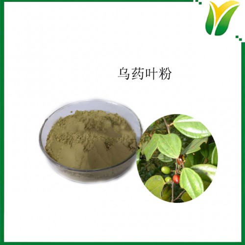 乌药叶粉 天台乌药叶粉 植物提取物