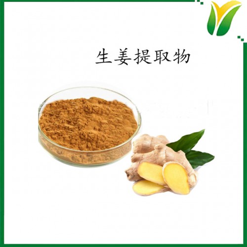 生姜提取物5：1 比例萃取 植物提取物
