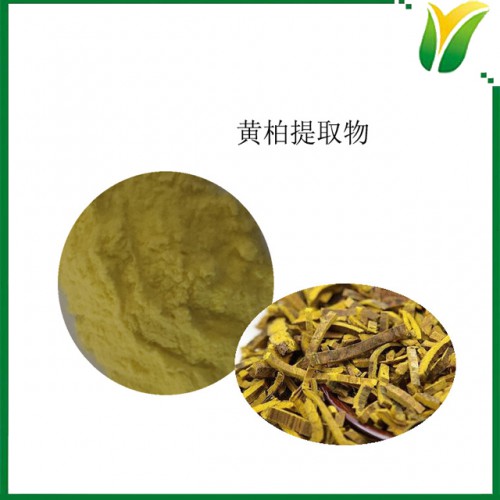 黄柏提取物10:1 黄柏萃取粉 植物提取物