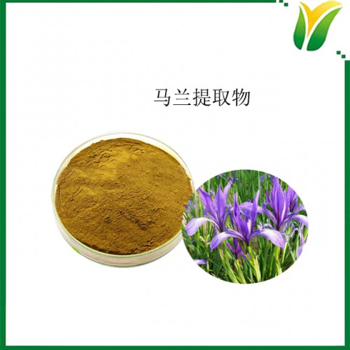 马兰提取物10：1  马兰提取粉 植物提取物