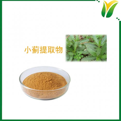 小蓟提取物5：1 刺儿菜水提物 植物提取物
