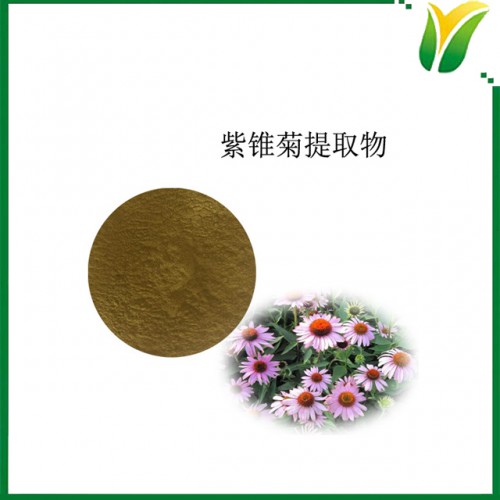 紫锥菊提取物 紫锥菊菊苣酸 菊苣酸4%