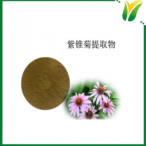 紫锥菊提取物 多酚4% 植物提取物
