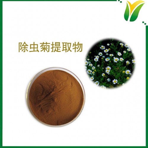 除虫菊提取物10:1 白花除虫菊提取物