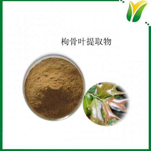 枸骨叶提取物10：1 植物提取物