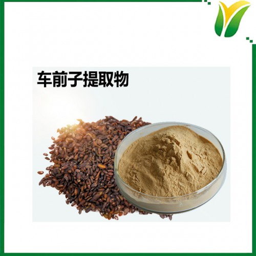 植物提取物 车前子萃取粉 车前子提取物