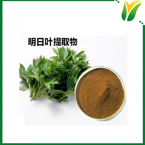 植物提取物 明日草提取物 明日叶粉5:1