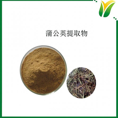 蒲公英提取物 蒲公英总黄酮8% 植物提取物