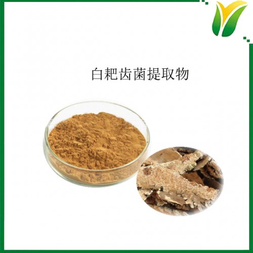 白耙齿菌提取物 白耙齿菌多糖50%