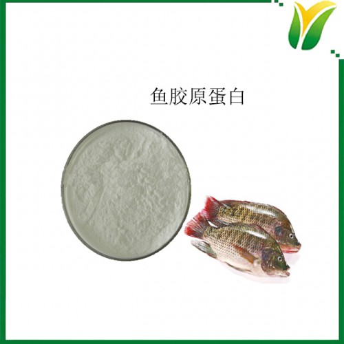 鱼胶原萃取粉 鱼胶原蛋白质粉
