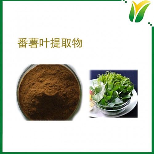 番薯叶提取物10:1 植物提取物
