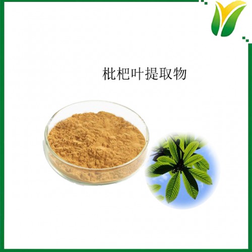 枇杷叶提取物10：1 植物提取物
