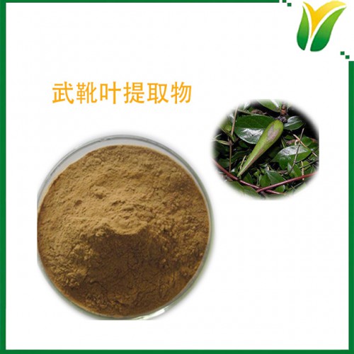 武靴叶提取物 10:1  植物提取物