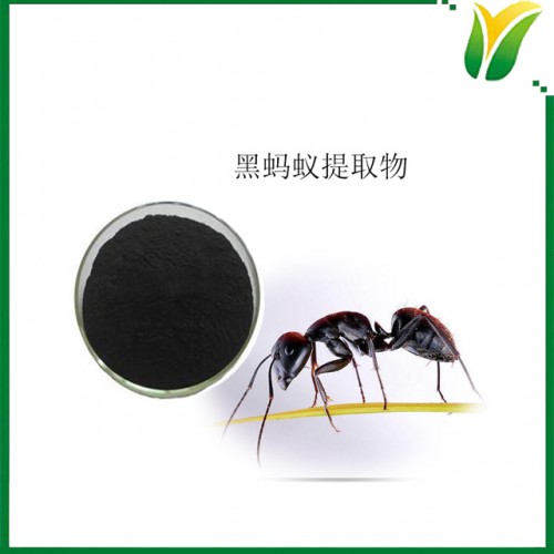 黑蚂蚁提取物10:1 拟黑多刺蚁粉 植物提取物