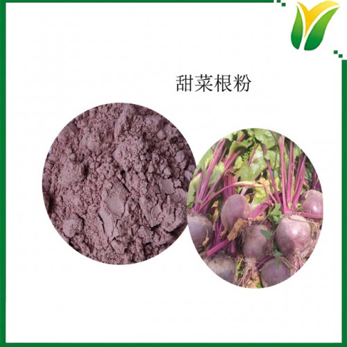 甜菜根粉 红菜头粉 红根甜菜生粉 植物提取物