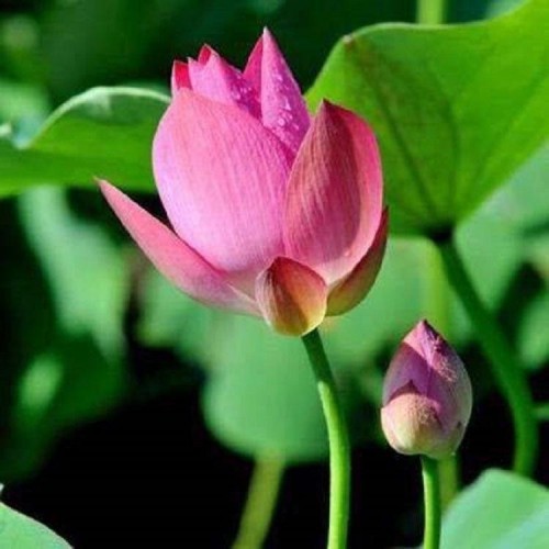 荷花苗批发基地 荷花苗 荷花种苗 荷花种植工程