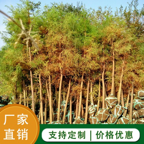 池杉 池杉小苗厂家