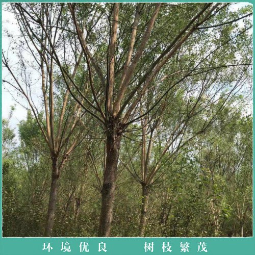 国槐 绿化种植国槐