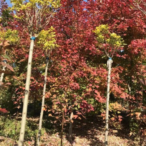 红枫 美国红枫树