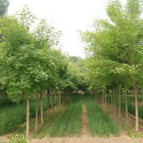 五角枫 批发优质五角枫树苗