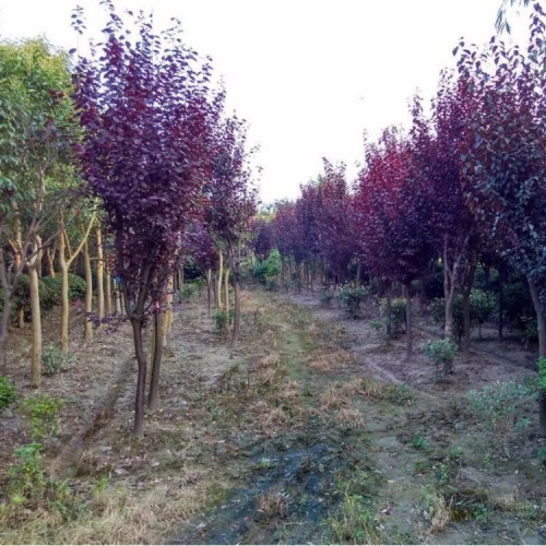 紫叶李价格 紫叶李苗木