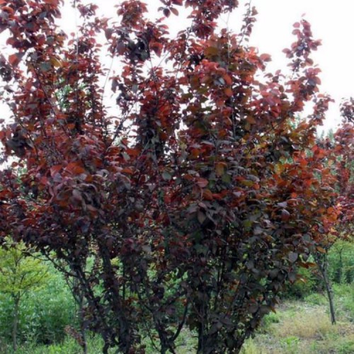 供应紫叶李 紫叶李树苗 树圃基地各植物绿化树