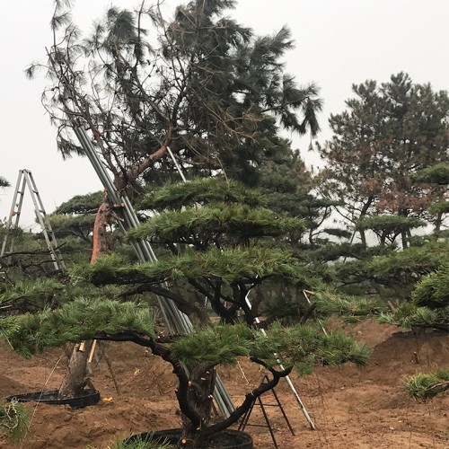 精品造型油松  源头厂家