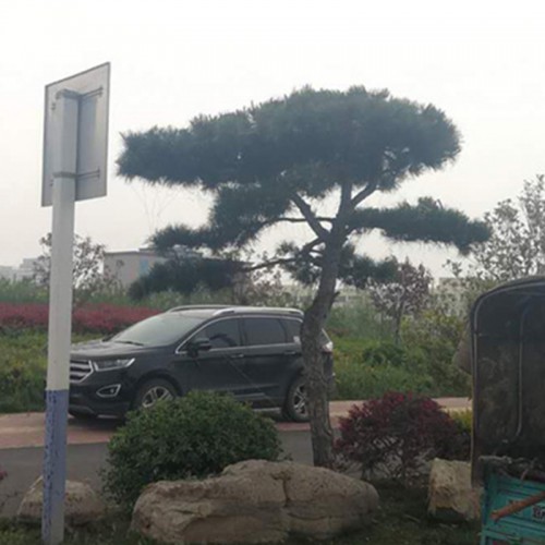 黑松 造型黑松批发