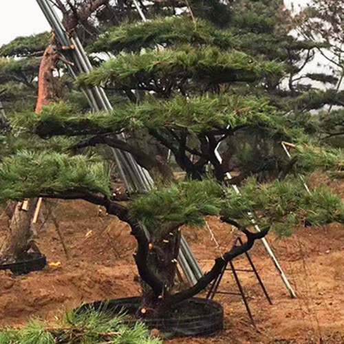 造型油松 11米造型景观松