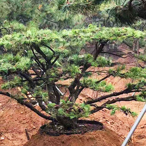 造型松 造型景观松