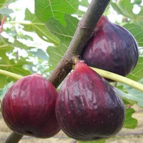 大青皮无花果苗 无花果苗