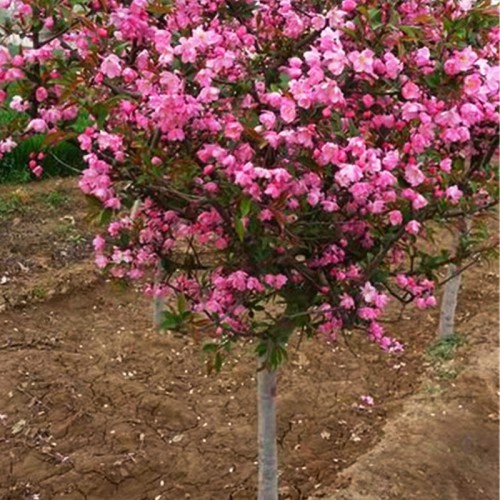 垂丝海棠 种植垂丝海棠基地