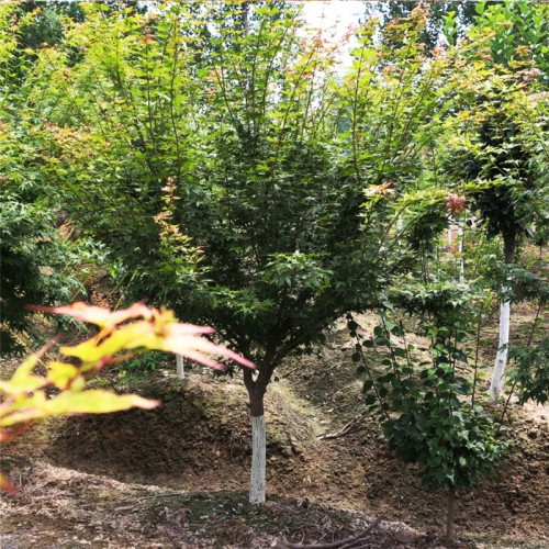 鸡爪槭 基地供应鸡爪槭