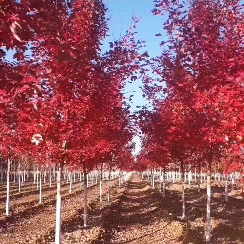 美国红枫 大量供应美国红枫
