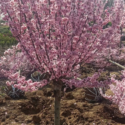 丛生榆叶梅 榆叶梅基地